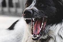 Юристы предупредили о последствиях нападения домашних собак на людей
