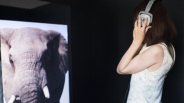 Как благотворительный фонд Novitory борется с убийством животных ради искусства