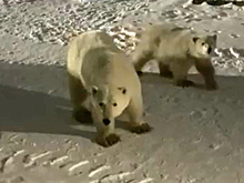 Семейство белых медведей посетило ямальский посёлок в поисках еды