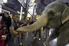 Челябинские инспекторы проверят состояние слона, за которого заступились жители Златоуста