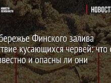 На побережье Финского залива нашествие кусающихся червей: что о них известно и опасны ли они
