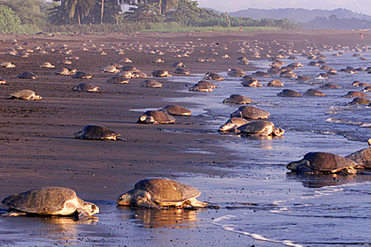 Редкие виды черепах заполнили пустующие туристические пляжи в Таиланде