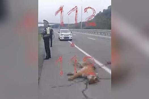 112: в Приморье внедорожник сбил краснокнижного амурского тигра