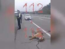 112: в Приморье внедорожник сбил краснокнижного амурского тигра