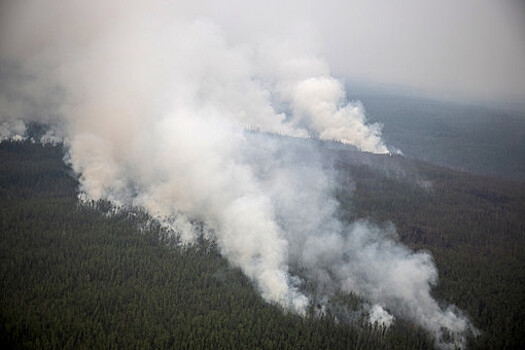 Площадь лесных пожаров в России превысила 1 млн га