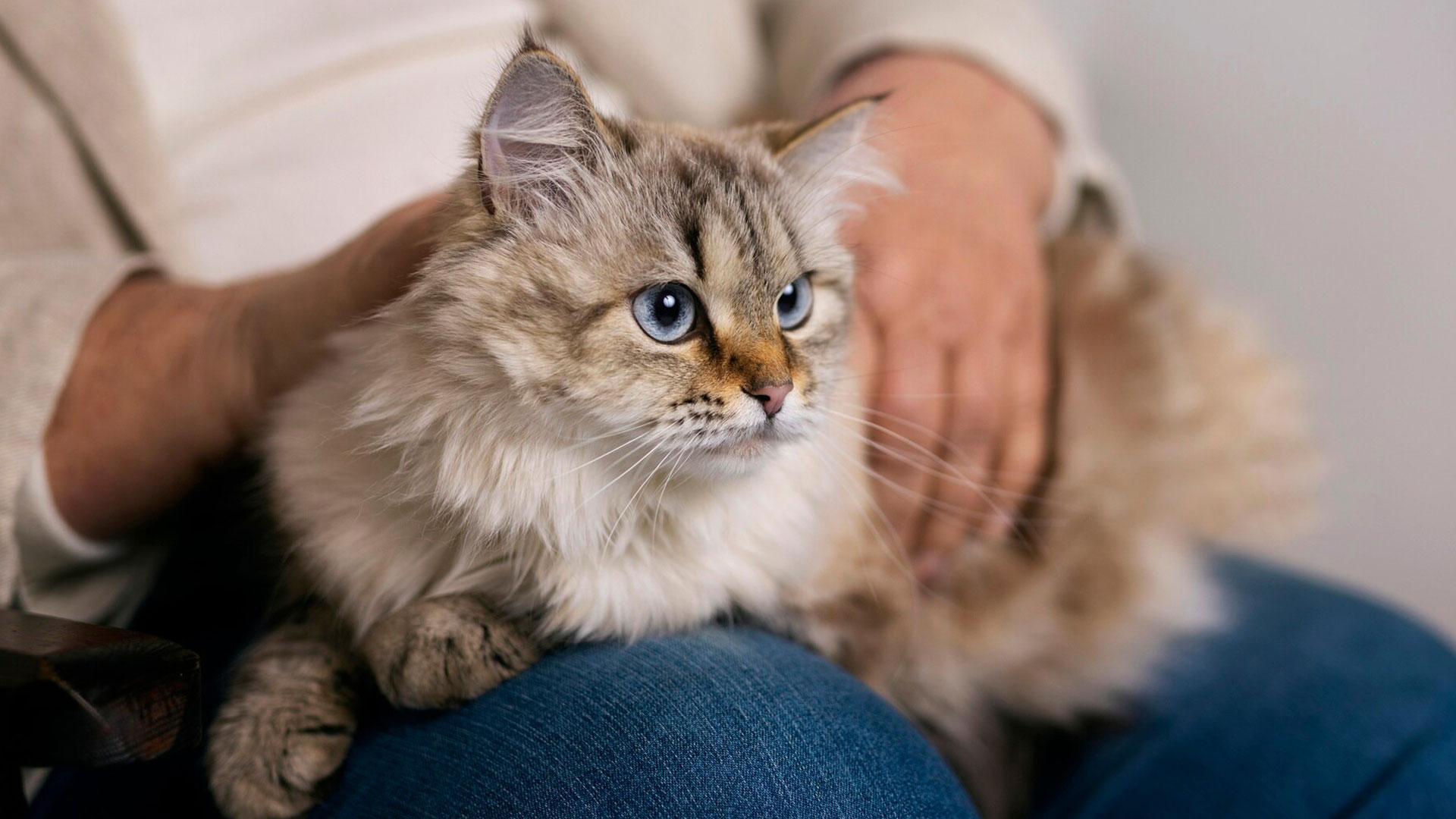 Кошки помогут победить рак, а ожирение в молодости оказалось самым опасным