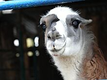 Аналитик объяснил, будет ли мясо ламы пользоваться популярностью в России