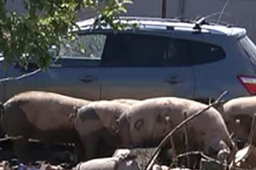 Козы и свиньи из «зоопарка ужасов» затерроризировали нижегородцев