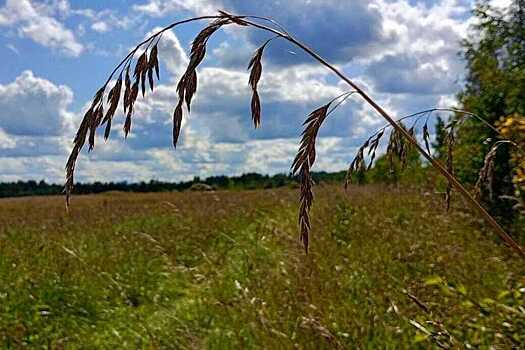 Заблудившийся грибник неделю выживал в лесу под Гатчиной без еды и воды
