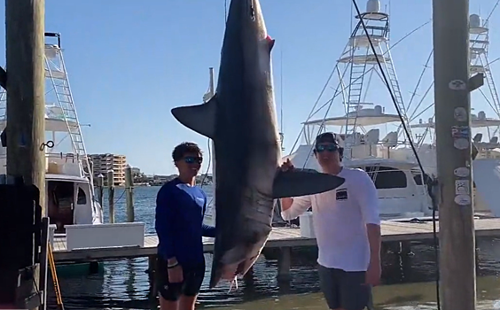 Подросток поймал акулу больше него самого и решил ее съесть