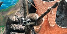 Они устраивают «вонючие бои»: о любви пары лемуров рассказали в зоопарке Ярославля