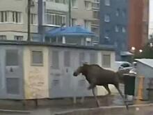 Лось встретил рассвет на жилмассиве Горский в Новосибирске