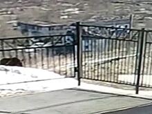 Медведь попытался пробраться в российскую школу и попал на видео