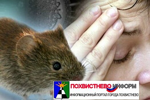 В Самарской области более пятисот человек заболели мышиной лихорадкой