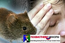 В Самарской области более пятисот человек заболели мышиной лихорадкой