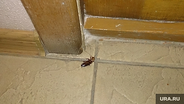 Жители Надыма массово пишут о появлении тараканов в жилых домах города