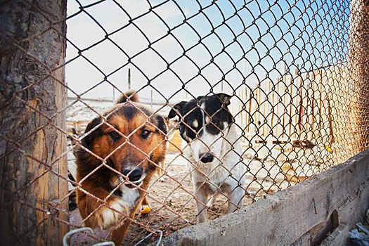 Приют «Беригиня» помогает животным Наро-Фоминского округа найти свой дом