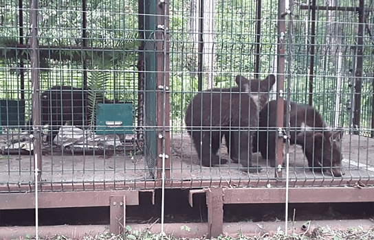 Спасённым в Челябинске медвежатам помогает фонд Бриджит Бордо