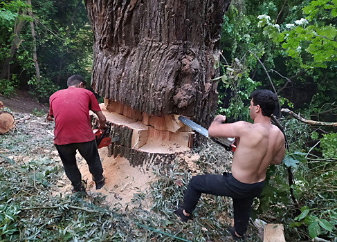 Москвичи возмутились вырубкой 200-летних деревьев