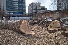 «Благоустройство» по-уральски. Как в Екатеринбурге бесславно гибнут деревья