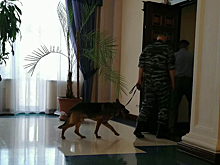 В Новосибирске произошла потасовка между чиновниками и сотрудниками кикшеринга