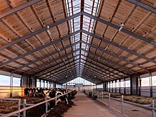 На племзаводе «Соколовка» Зуевского района открыли новый телятник