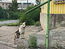 Собака напала на ребенка в Борзе