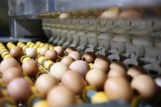 Россия построит завод по выпуску яиц для вакцин