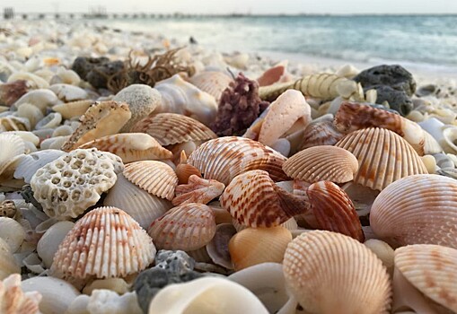 Откуда на пляжах берутся ракушки?