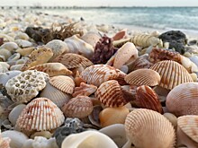 Откуда на пляжах берутся ракушки?