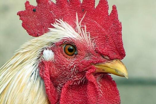 Россельхознадзор уточнил информацию относительно вспышки птичьего гриппа в Приморье