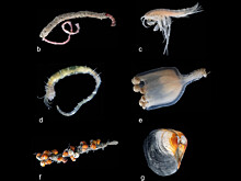 Ледяное образование в Гренландии оказалось оазисом жизни