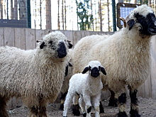В Зоосаде Деда Мороза в семье валлийских овец родился ягненок