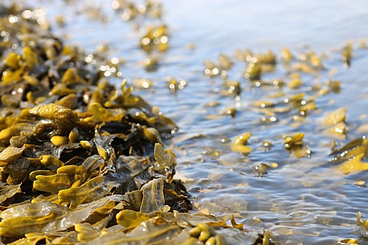 На турецком побережье появилось пятно из водорослей