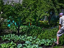 Сколько садовых маршрутов запустят на Южном Урале