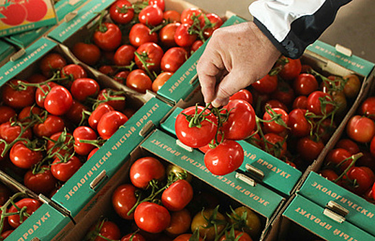 Российские тепличные хозяйства не боятся возвращения турецких томатов