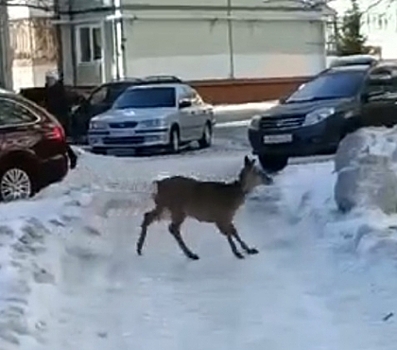 В Снежинске заметили косулю во дворе дома на улице Забабахина