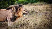 В Южной Африке турист спровоцировал нападение льва