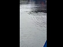 13-летний подросток погиб после нападения крокодила в Индонезии