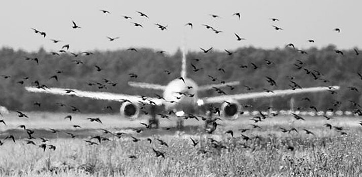 Россияне нашли виновных в инцидентах с попаданием птиц в двигатель самолета