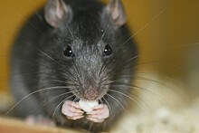 Исследователи обнаружили препарат, подавляющий навязчивое поведение у крыс