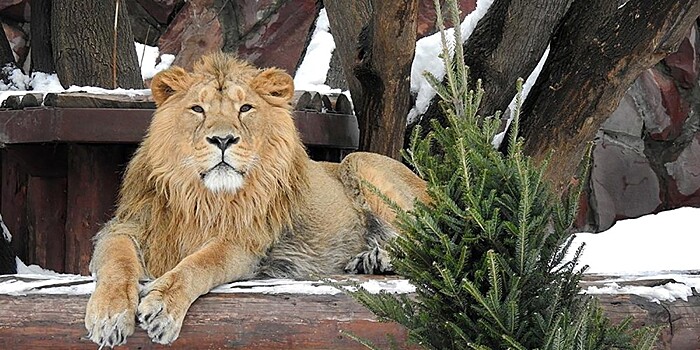 В Московском зоопарке принимают нераспроданные новогодние ели и сосны