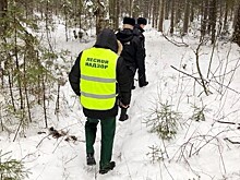 Незаконных вырубок елей в период новогодних праздников не допущено