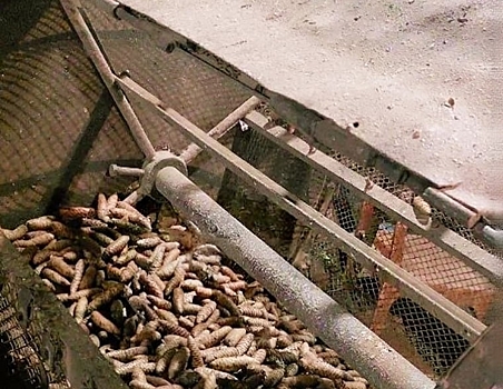 Более 106 тонн шишек собрали в Удмуртии для заготовки семян