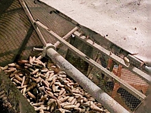 Более 106 тонн шишек собрали в Удмуртии для заготовки семян