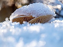 Зимний супергрибной сезон наступил в ряде регионов России