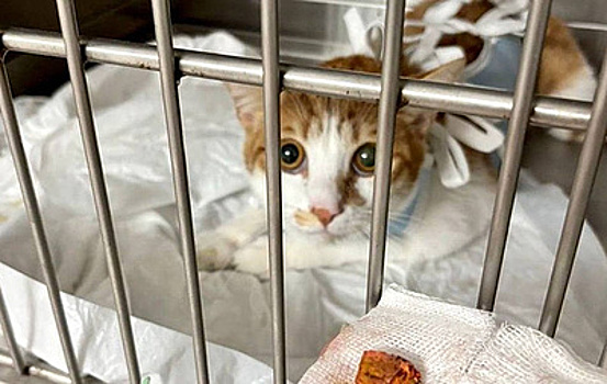 Московские ветврачи спасли кота Наполеона после отказа от корма