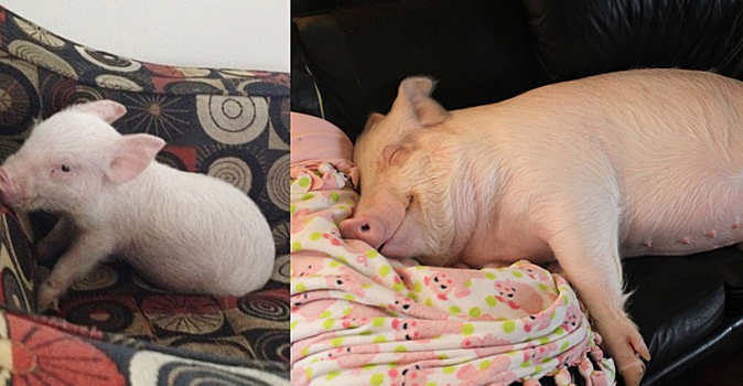 Пара взяла мини-пига, а он вырос в огромную свинью: что делать, если жизнь преподнесла тебе 300 кг. неожиданности