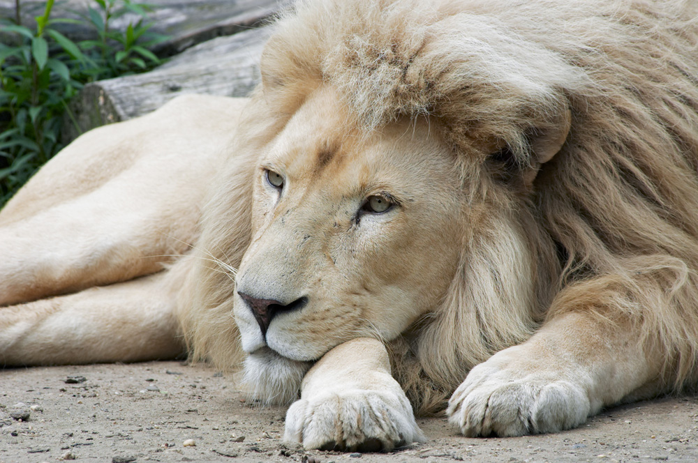 Зоопарк «Парк доброй надежды», Белград, Сербия