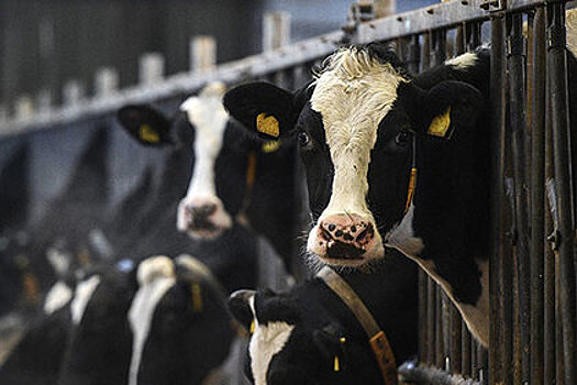 Кислая ситуация